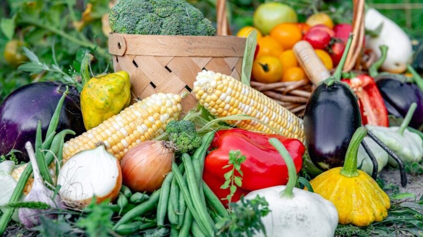 composition fresh vegetables blurred vegetable garden background 1 850x567 1 edited