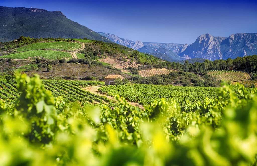 vignobles languedoc